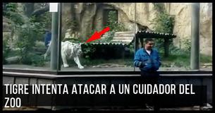 Tigre blanco espía y caza a un cuidador de zoo que no se entera