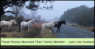 Herd Of 'Grieving' Ponies Hold Vigil All Night For Their Lost Family Member