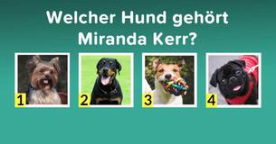 Kannst du diese goldigen Hunde ihren berühmten Besitzern zuordnen?