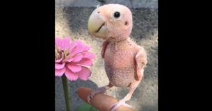 Zielige naakte vogel die de veren verloor en die nu zo ongelooflijk populair is