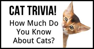 How Much Do You Know About Cats?
