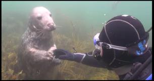 De duiker begrijpt niet wat deze zeehond wil — Maar als hij zijn hand uitsteekt, lig ik dubbel van het lachen
