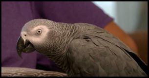 Parrot's 'Testimony' In Murder Trial Causes Wife To Be Convicted