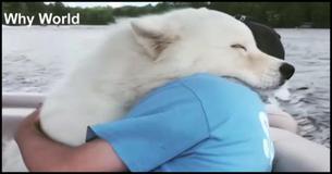 Animals Hugging Humans  Best Video Compilations Of 2017 