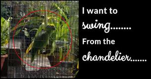 Parrot Sings Enthusiastic Rendition Of Sia's Chandelier