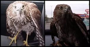 This Hawk Was So Petrified By Hurricane Harvey That He Sought Shelter With A Taxi Driver