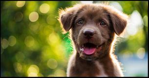 Quale cucciolo di razza si adatta alla tua personalitá?