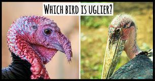 We Can Tell You How Honest You Are Based On The Animals You Think Are Ugliest 