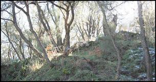 Find The Horse And Friends: Camouflage Critters 3 