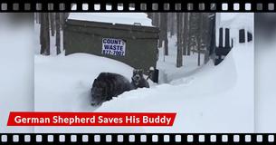 German Shepherd Rescues Friend Trapped In Snow