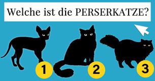 Nur 1er von 15 echten Katzenliebhabern kann alle diese Katzenrassen erkennen 