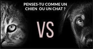 Test: Penses-tu comme un chien ou un chat?