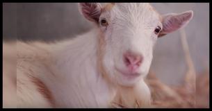 Heartbroken Goat Refuses To Eat For 6 Days, Then Rescuers Discover Why He's So Depressed