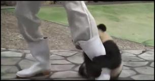 Super Cute Panda Cub Keeps Distracting The Photographer AND It's Adorable 