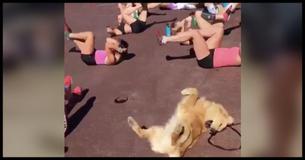 When This Dog Saw His Owner Working Out, He Started Leading The Class And The Results Were Hilarious 