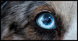 Can You Identify The Animal Based Only On Its Eyes?