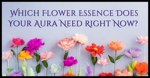 Which Flower Essence Does Your Aura Need Right Now?