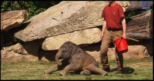 Elephant Can't Wake Her Baby, But Then The Keepers Step In
