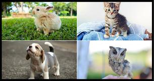These Adorable Baby Animals Will Sort You Into Your Ilvermorny House 
