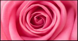 Quiz - Les Foulées Roses