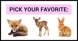 Pick Your Favorite Photos Of Woodland Creatures, And We'll Guess Which One Is Your Dream Pet 