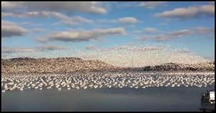 Man Spots 10,000 Birds Assembled On Beach He Starts Recording Just At The Right Time 