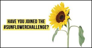 Man Gives Random Girl A Sunflower And What Happened Next Left us Speechless