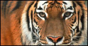 Which Wild Animal is Your Soulmate?