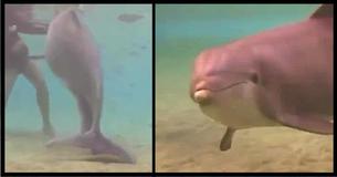 Diver Is Puzzled By Dolphin's Unusual Behavior So He Swims Closer And His Jaw Drops