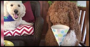 They Were Trying To Sing Happy Birthday When This Hilarious Dog Stole The Show