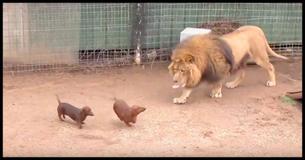 Tiny Wiener Dogs Run Into Lion’s Cage. But What The Lion Does Next Has Keepers Dumbfounded