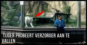 Witte Tijger Jaagt Op Nietsvermoedende Verzorger