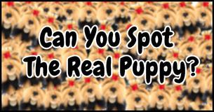 Can You Spot The Real Puppy In Less Than 5 Seconds?