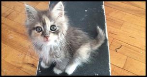 This Little Kitten Dared To Ask For Help From One Man. Look What Happened Next 