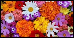 What Is Your Special Flower?