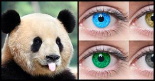 Choose Between These Adorable Animals, And We'll Tell You The Color Of Your Soulmate's Eyes