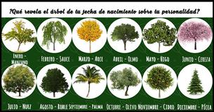 ¿Qué revela tu árbol del mes de tu nacimiento sobre tu personalidad?