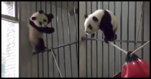 This Adorable Panda Attempting To Walk A Tightrope Is All Of Us