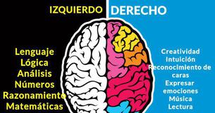 ¿Cuál lado de tu cerebro es más dominante?