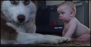 Baby besluipt een serieuze husky – de reactie van de husky verspreidt zich als een lopend vuurtje over het internet
