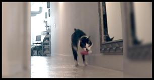 Kitty Gets Really Upset When Owner Goes To Work, And Our Hearts Are Melting