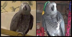 Hungry Parrot Reminds Owner It's Dinner Time In The Most Hilarious Fashion