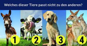 Erreichst Du das perfekte Ergebnis in diesem Quiz, dann bist Du klüger als der Durchschnitt 
