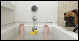 Why Your Dog Follows You Into The Bathroom And More 