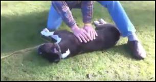 Man Gives Dog CPR After He Collapsed At Dog Training