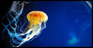 10 animales sin cerebro (+ Fotos)
