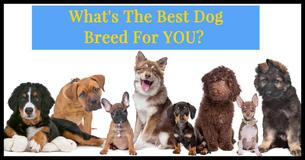 What Is The Absolute Perfect Dog Breed For You?