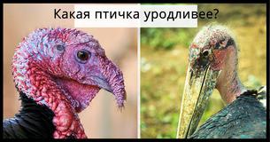 Мы можем сказать, насколько ты честный человек, судя по тому, каких животных ты считаешь самыми уродливыми 