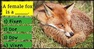 Can You Pass A 3rd Grade Animal Vocabulary Test?