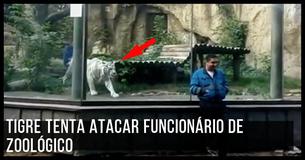 Tigre Branco Persegue E Caça Funcionário Do Zoológico